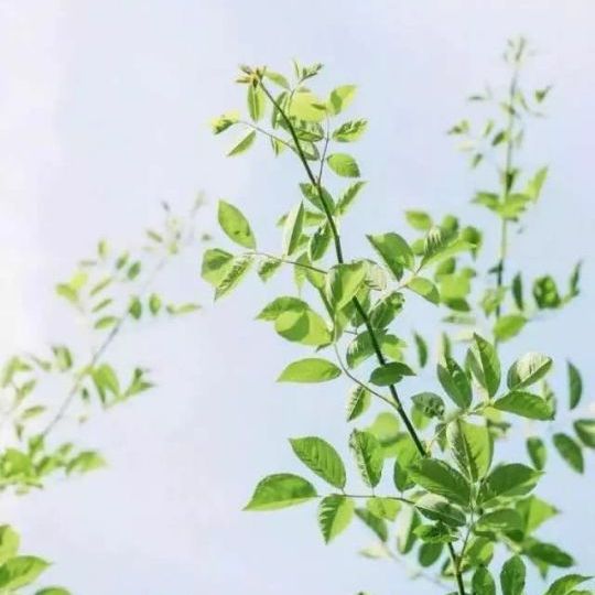 盛夏柠檬