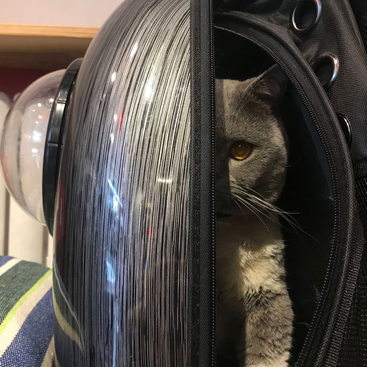 深山里的养喵人