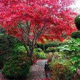 广安林业叶小陌