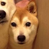 贫僧法号不倒翁