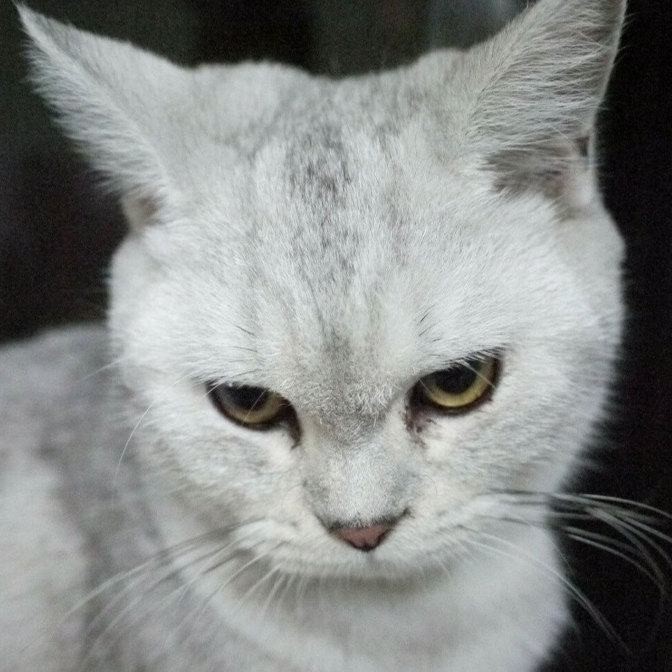 猛男解说
