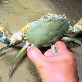 小小赶海记