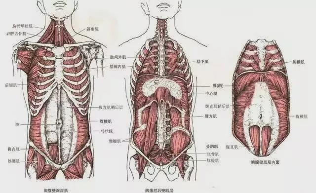 慢性盆底痛或腰背痛;    Ⅱ 产后腹直肌基础解剖   腹肌位于胸廓下缘