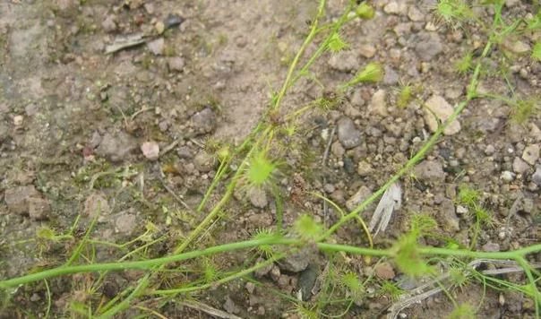 农村一种珍稀植物,人称"落地珍珠",也是地下明珠,10克