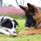 阿尔法是只边牧