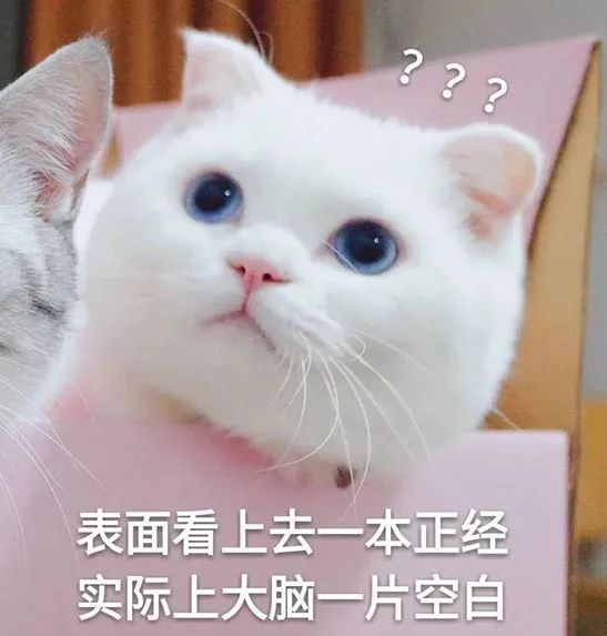 rua猫,rua狗是什么梗?rua又是什么意思?