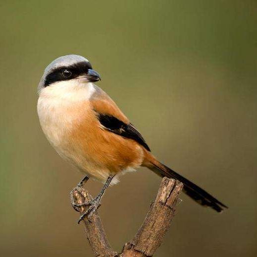 夏日里的伯劳鸟