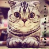 橘喵来搞笑