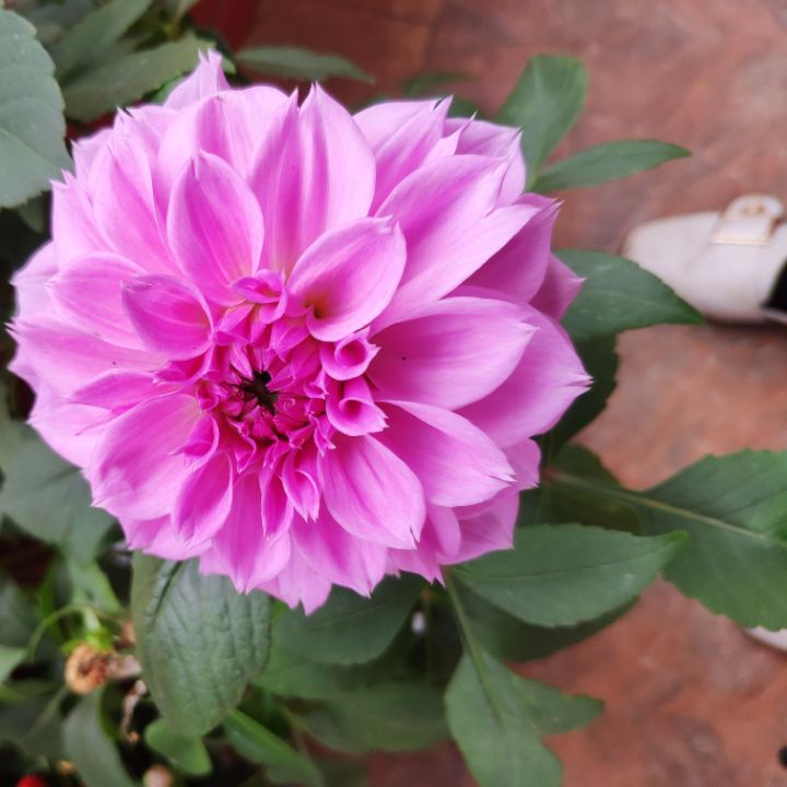丸子说调