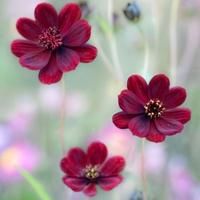 落花流水共添悲