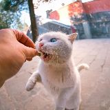 食探君来了