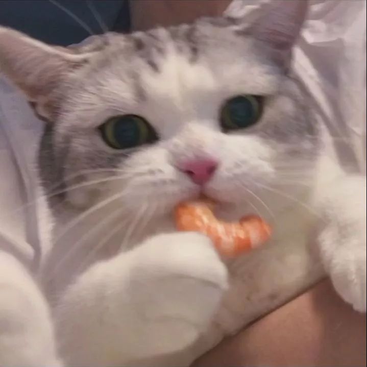 摩羯猫讲故事