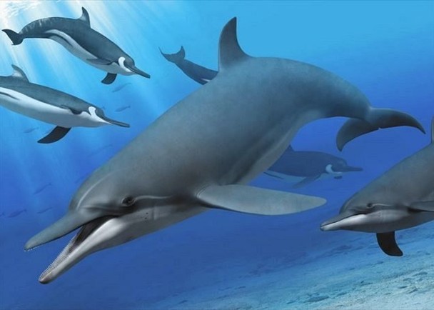经研究后发现可追溯至1130万年前,是世界最古老的史前海豚遗骸,而且是