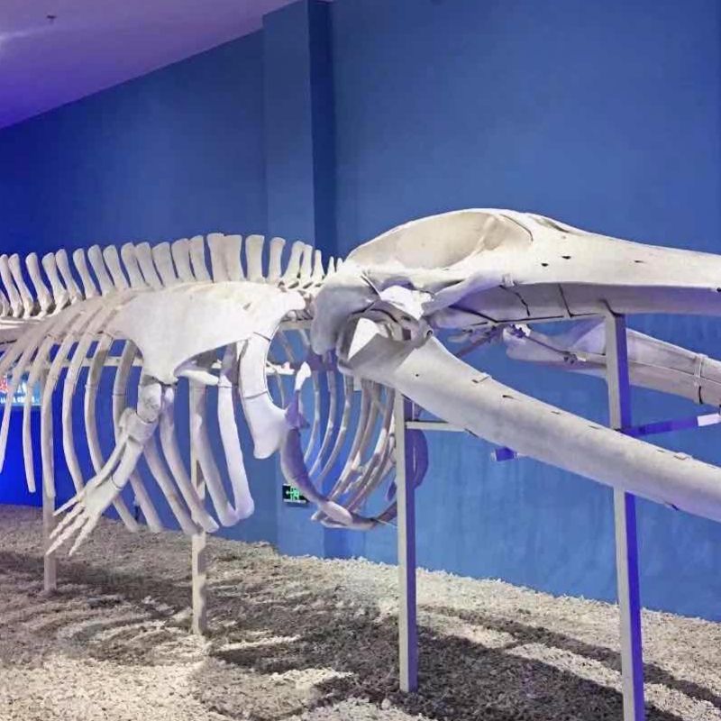 探索者AJ工作室