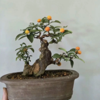 喧城静屋园艺馆