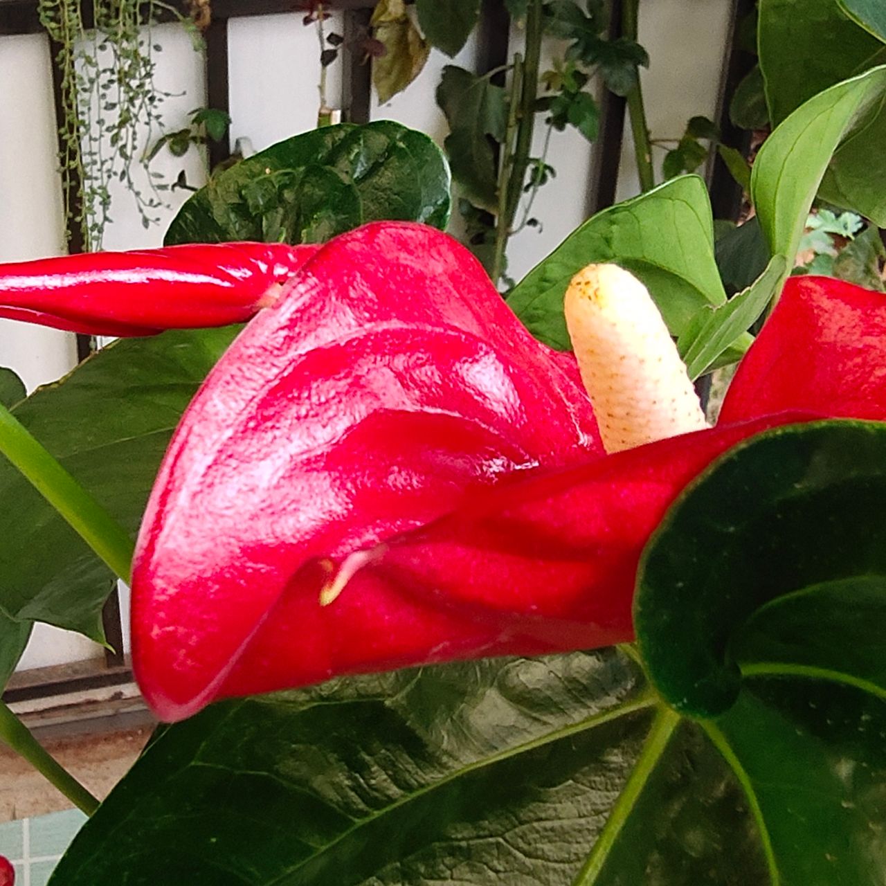花草管家