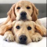 小金毛的饭饭饭