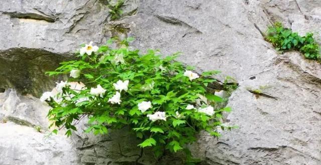 巢湖银屏山牡丹花图片