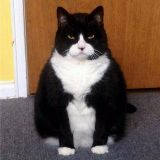 含情脉脉林老师