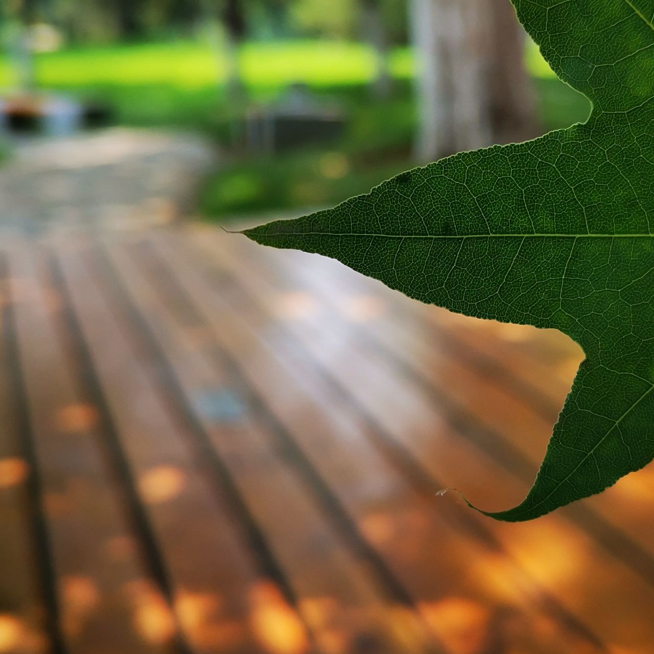 小麦谈世界趣事