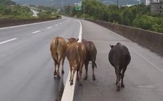 |5头黄牛闯入高速公路乱窜！交警徒步赶2公里！吓坏过