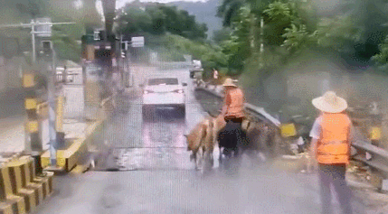 |5头黄牛闯入高速公路乱窜！交警徒步赶2公里！吓坏过