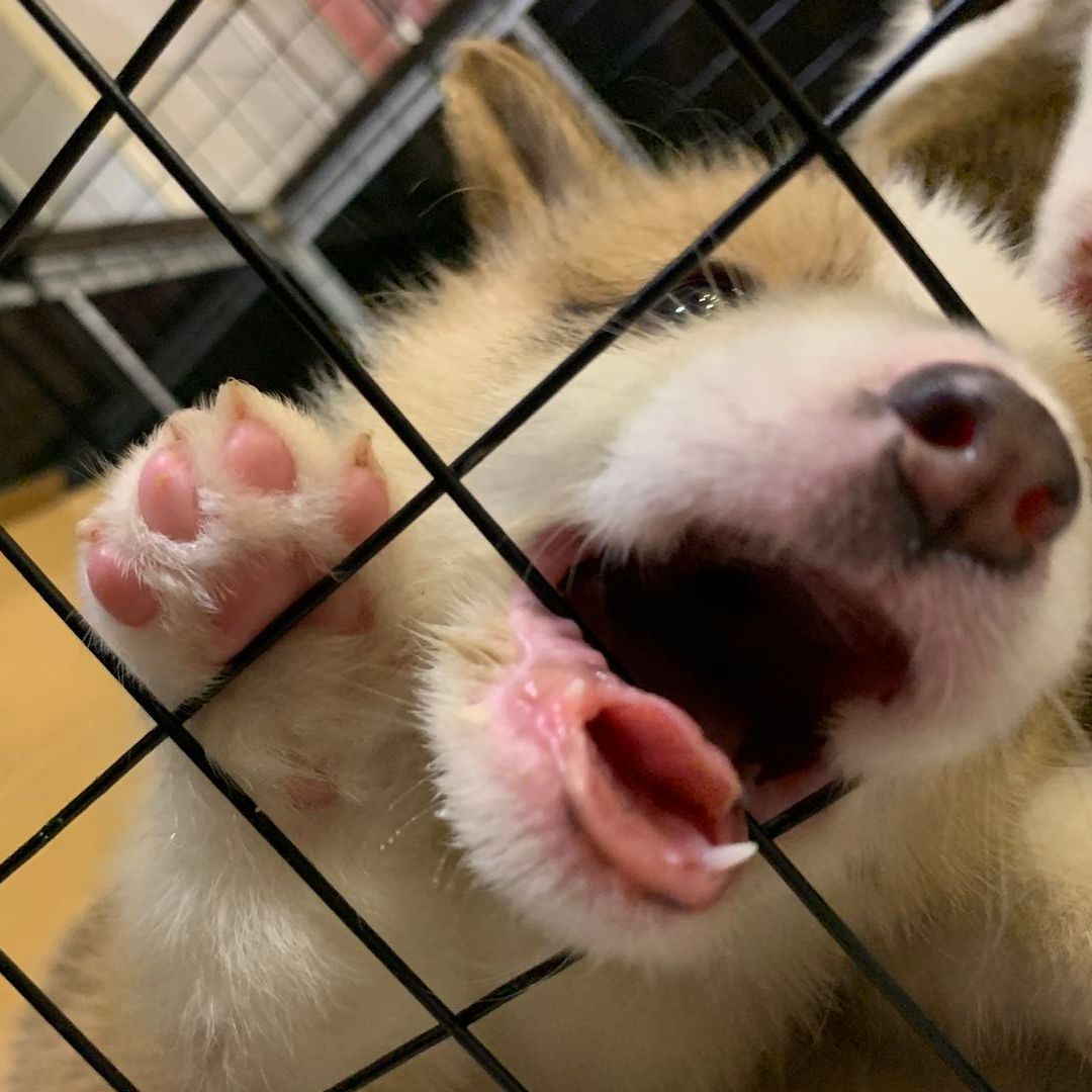 我的柯基叫屁颠