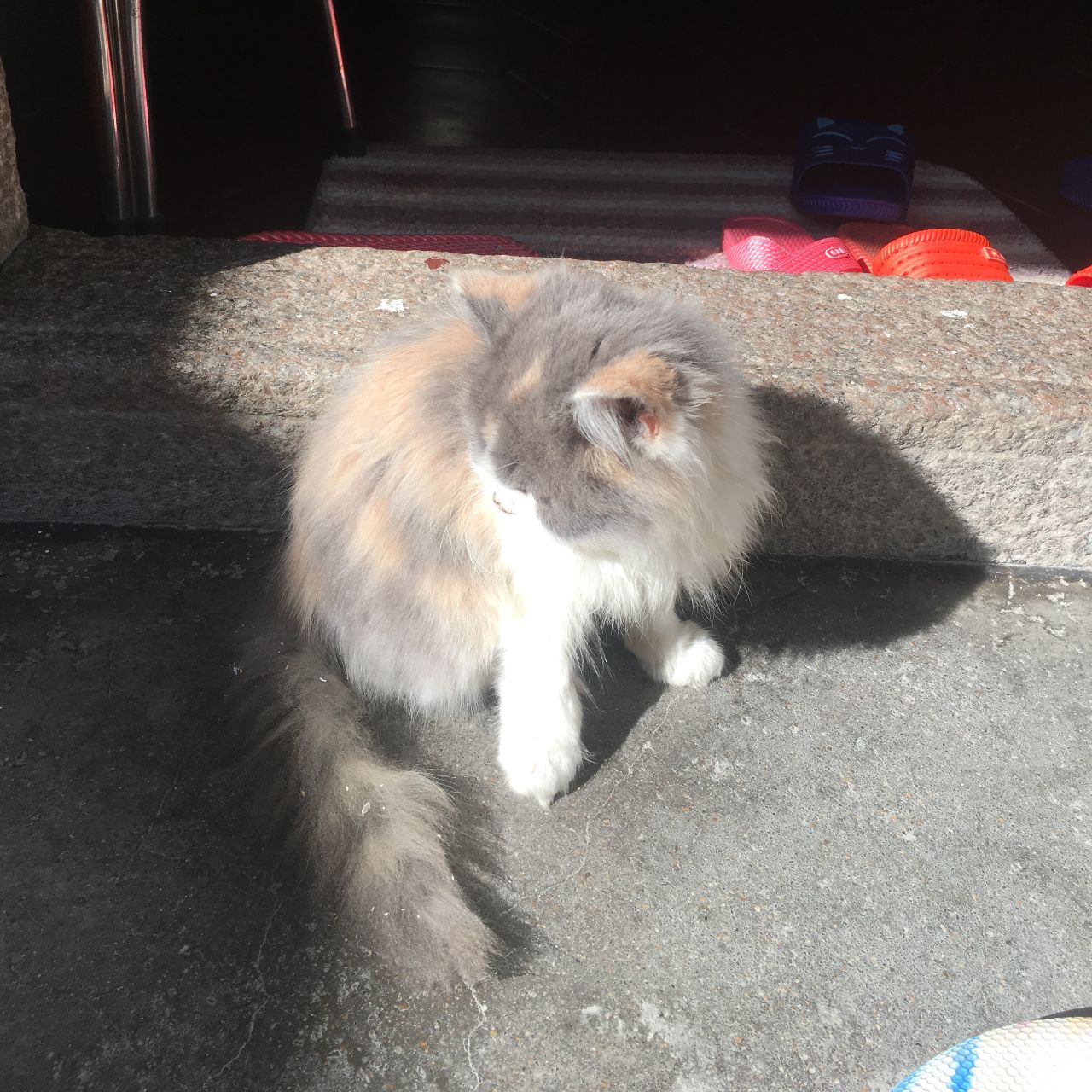 行走在路上的猫仔菌