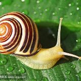 Snail先生