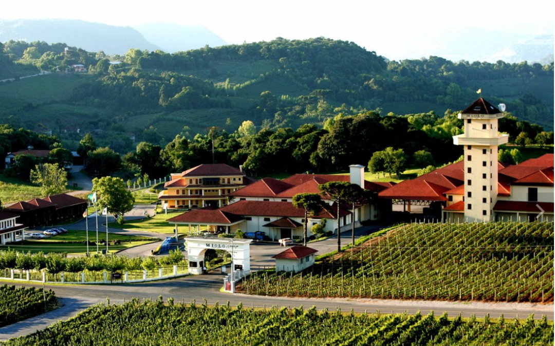 在热情洋溢,迷人多姿的巴西,有一家名叫米奥罗(miolo)的葡萄酒庄园