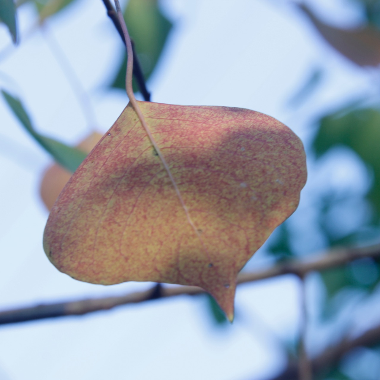 知识产权理想国