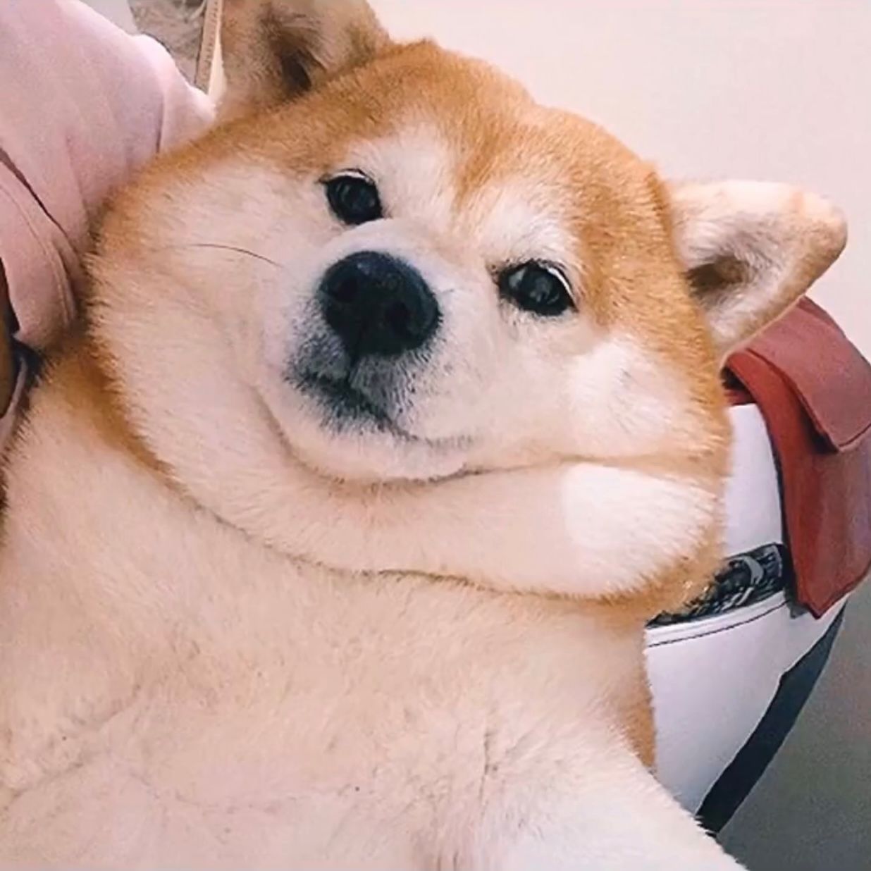 茶味小哥