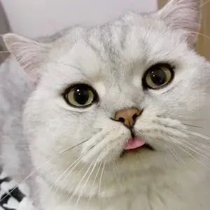 有耳朵的小海豹