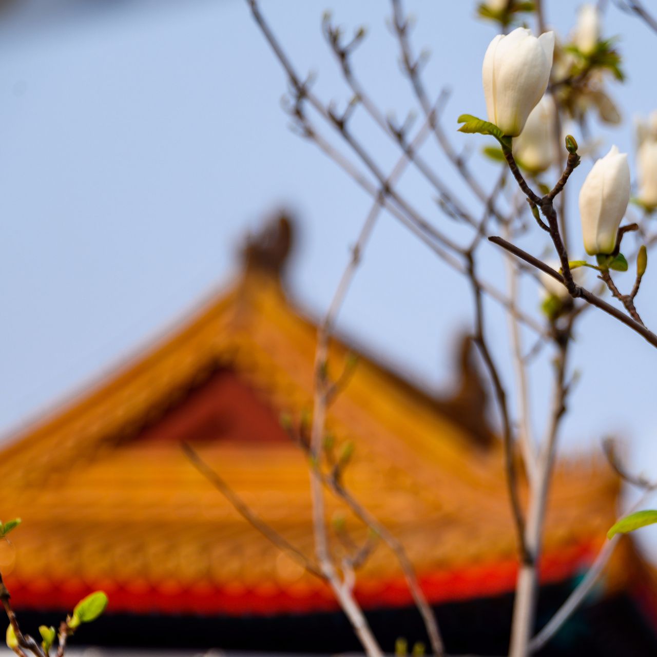 我的寺院佛系生活