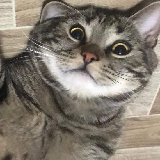 超爱吃榴莲的猫