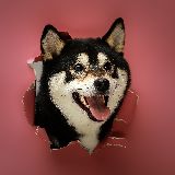 柴犬kobe与贱胖二猫