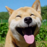 阳光彩虹小白龙