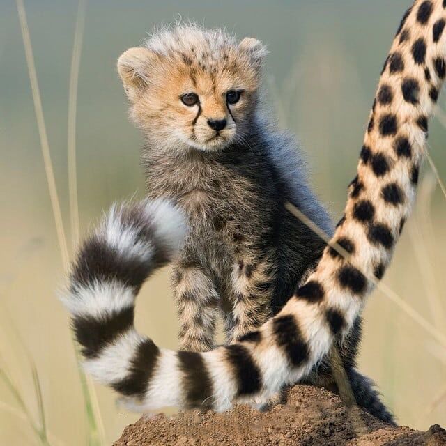 小鹿的动物世界