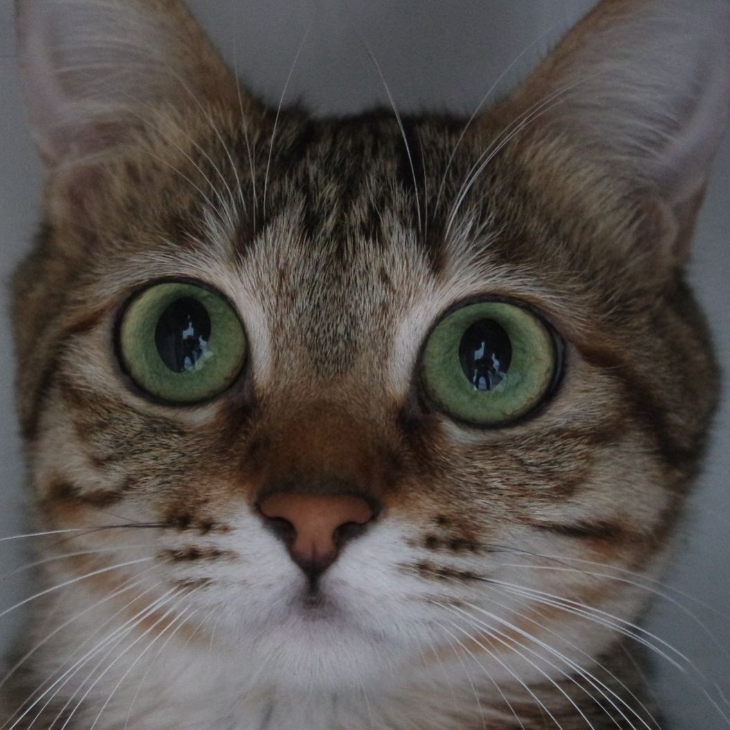 爱写游记的江南小哥哥