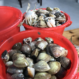 渔村小章赶海记