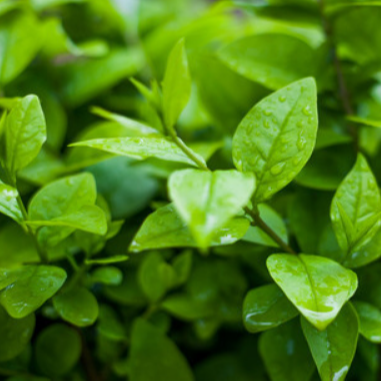 类风湿医生陈会想