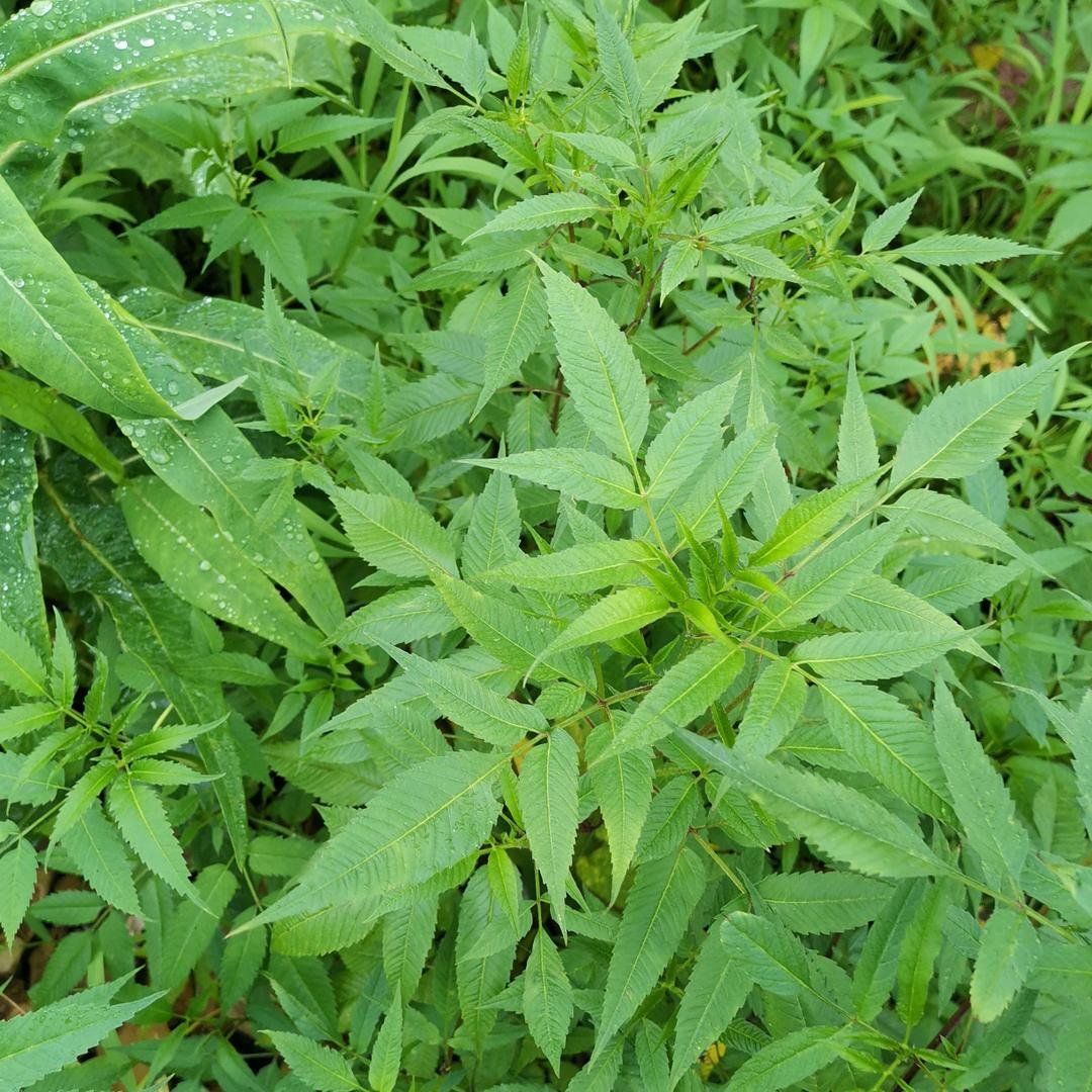 半江烟雨一山春秋