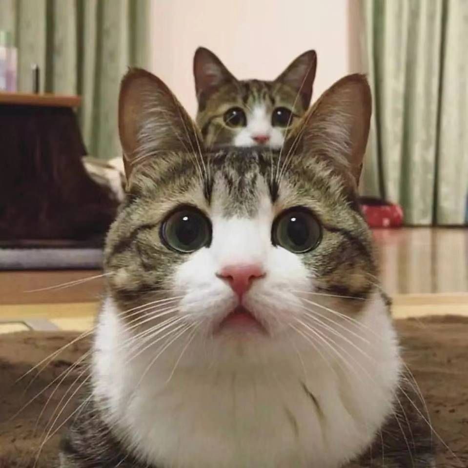 何喵喵