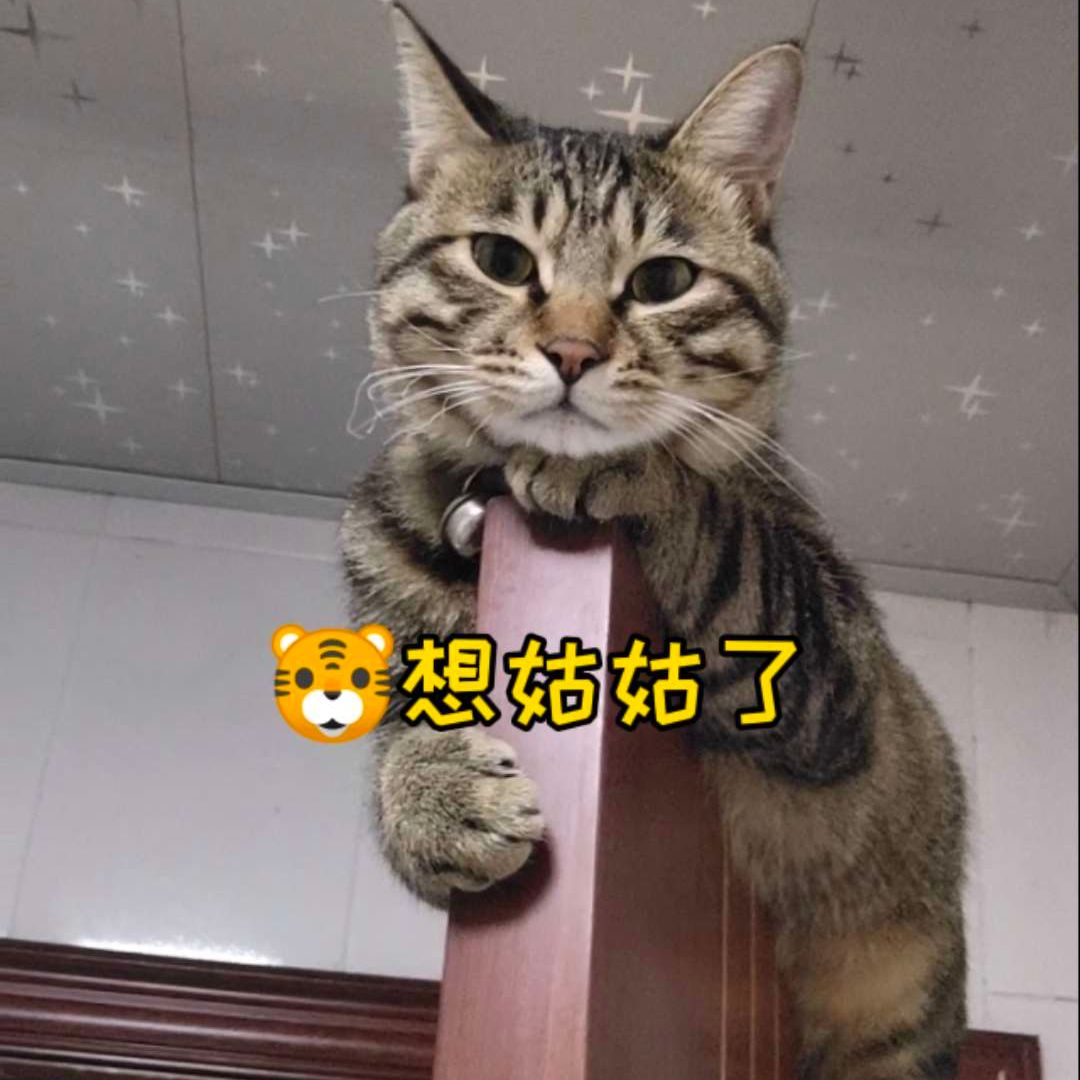 姑姑养的小龙猫