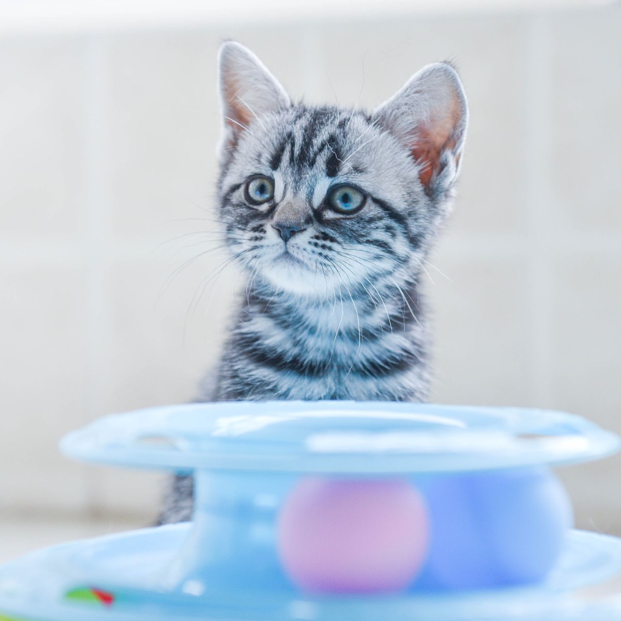 嗨皮是只美短喵