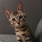 猫猫兵器库