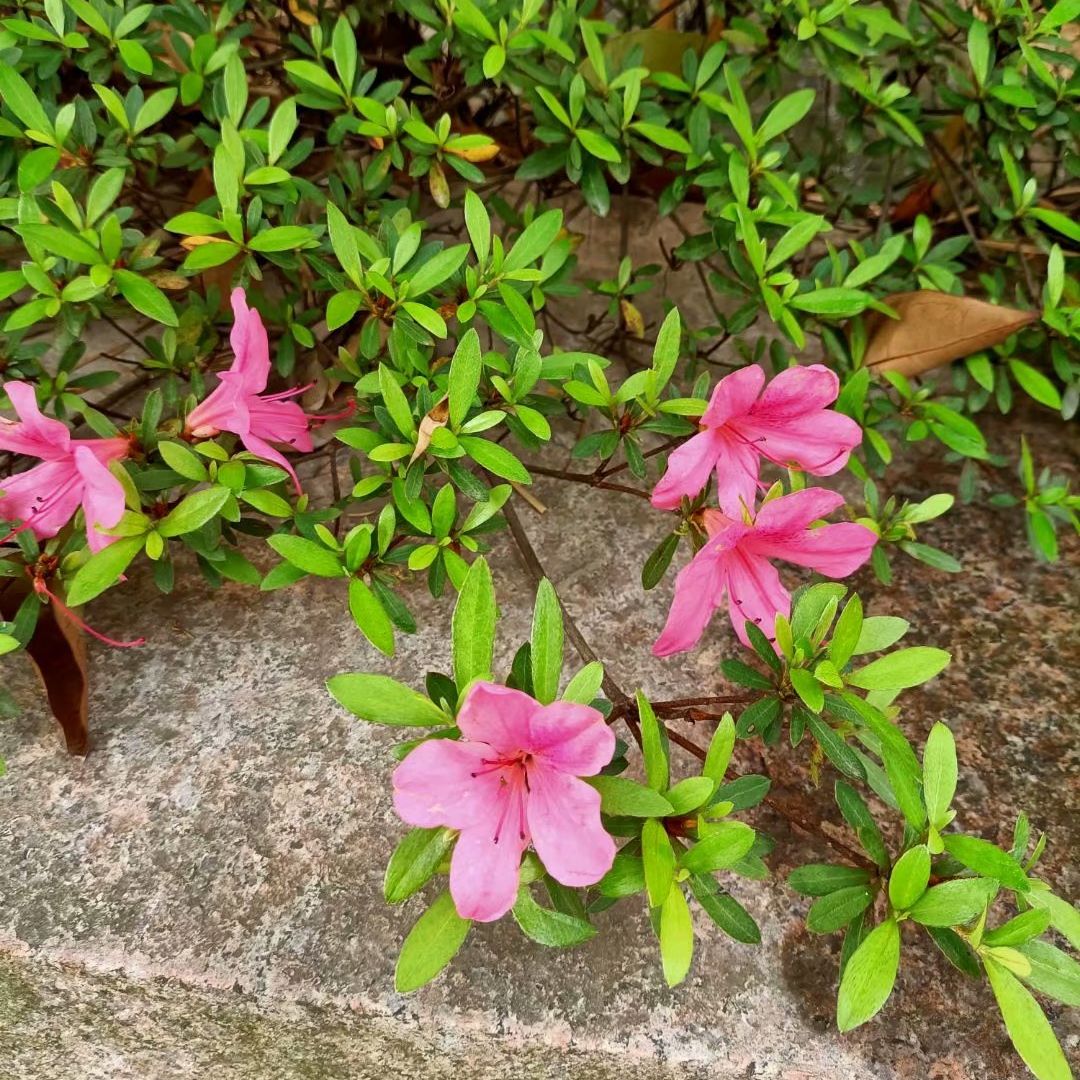芬芬璎珞