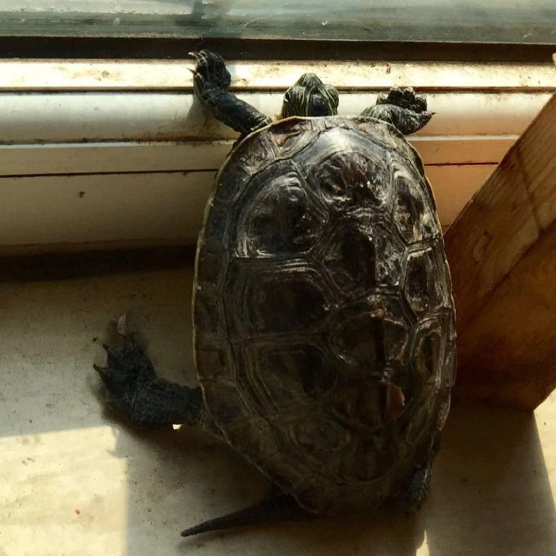 趴窗看雨的小龟