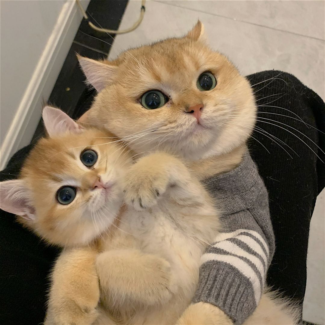 柠檬树上柠檬果