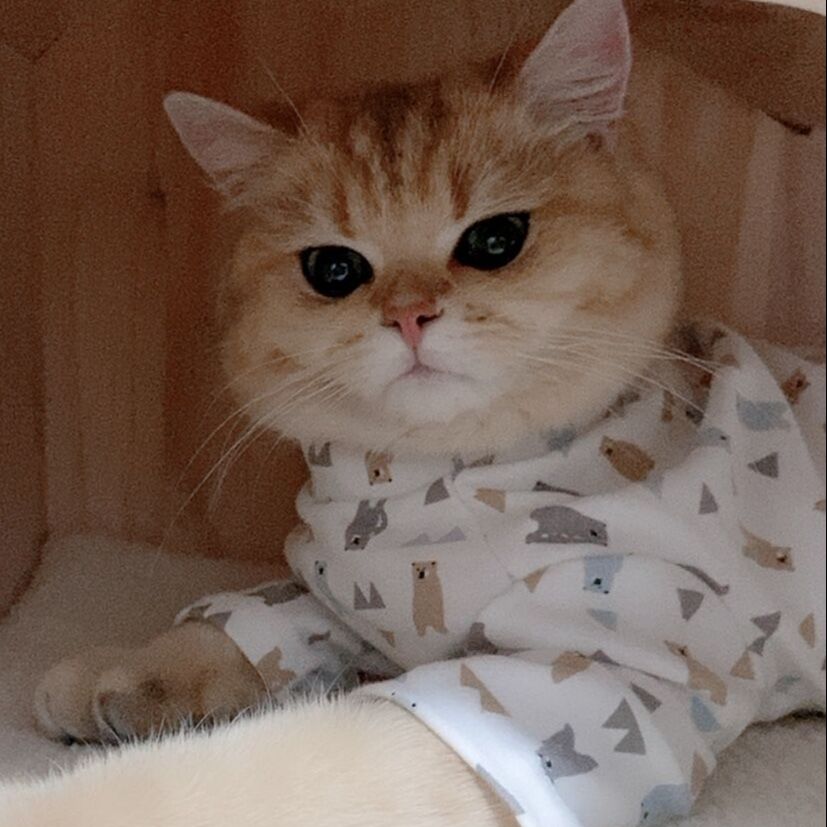 蛋蛋是金渐层猫